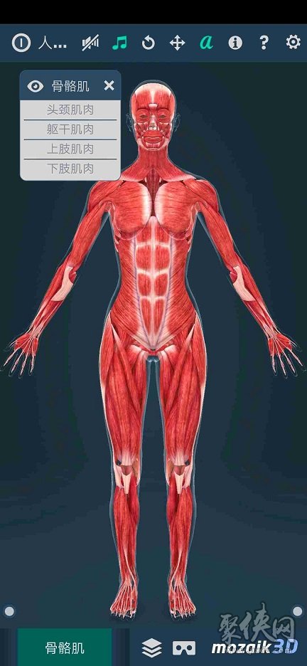 Human body