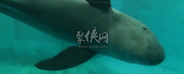 明日方舟新干員清流的原型是什么？清流動(dòng)物原型介紹！