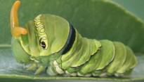 《绿毛虫：幼年裂空座》