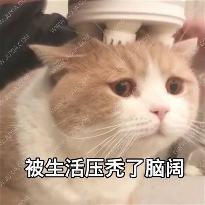 猫郎乐园 猫猫：如果我是小哥哥你会爱我嘛