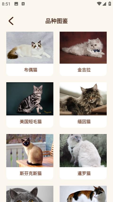Peppycat猫语翻译器